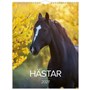 Väggkalender 2027 Stora Hästkalendern