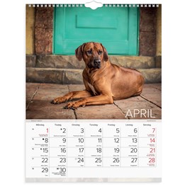 Väggkalender 2024 Stora Hundkalendern
