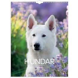 Väggkalender 2025 Stora Hundkalendern