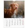 Väggkalender 2027 Stora Hundkalendern