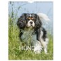 Väggkalender 2027 Stora Hundkalendern