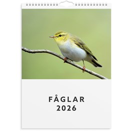 Väggkalender 2026 Fåglar